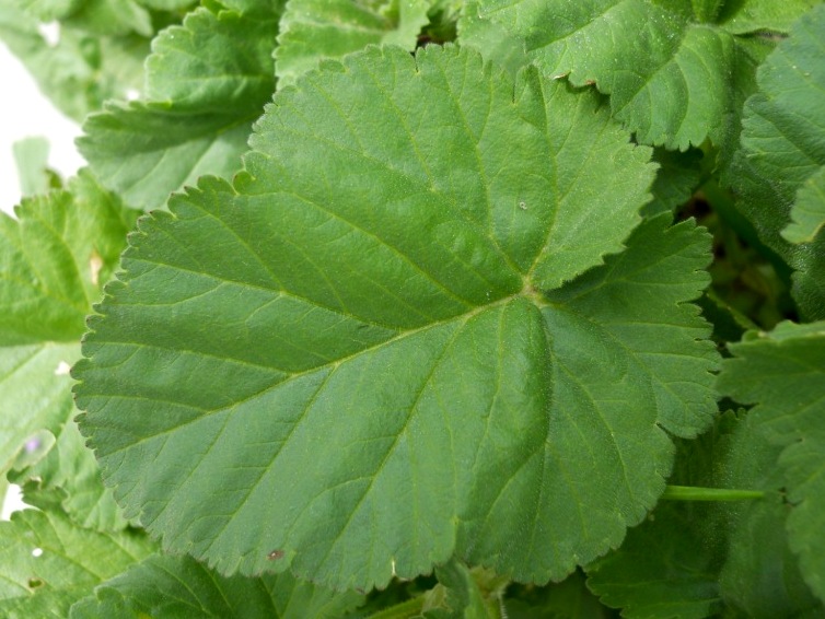 Erodium malacoides